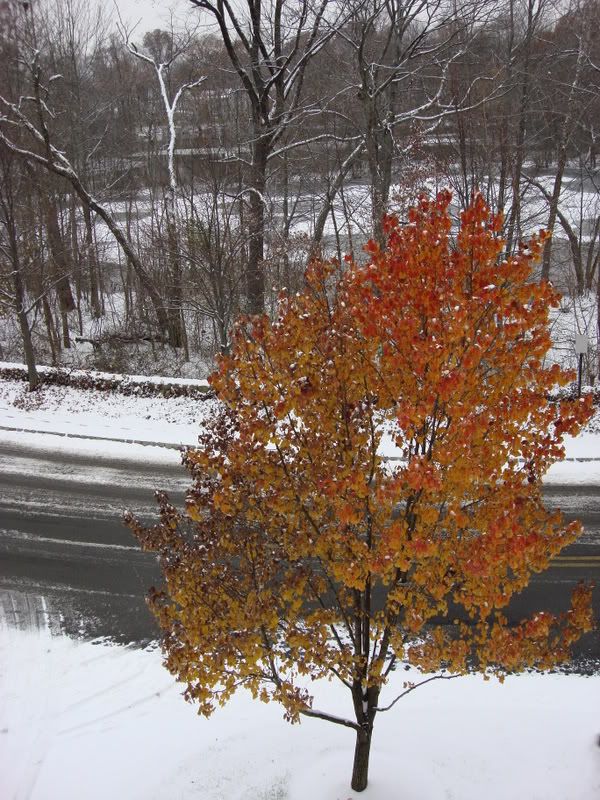 Juxtaposition of autumn and winter