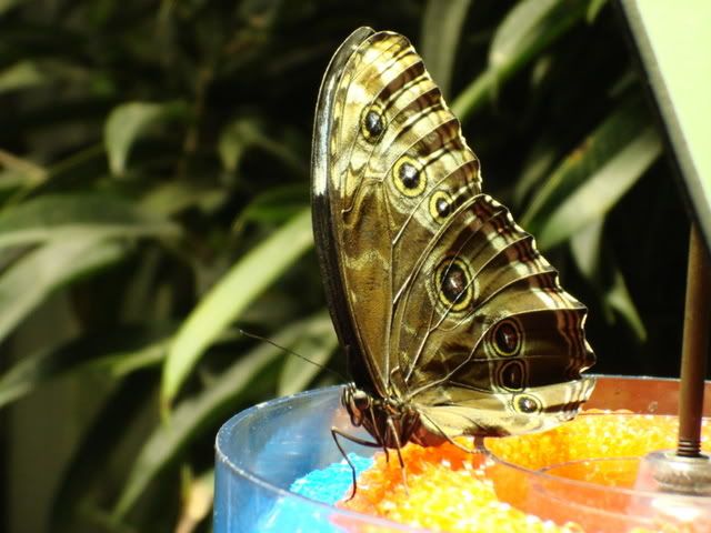 An Owl butterfly