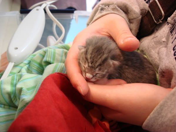 Holding kitty