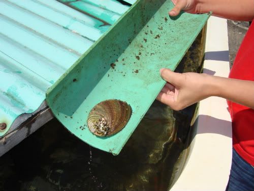 A nearly mature green abalone