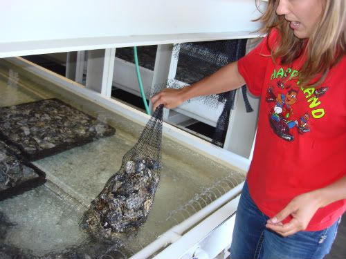 Growing oysters by the bag