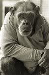 chimpanzee-suit-sm.jpg