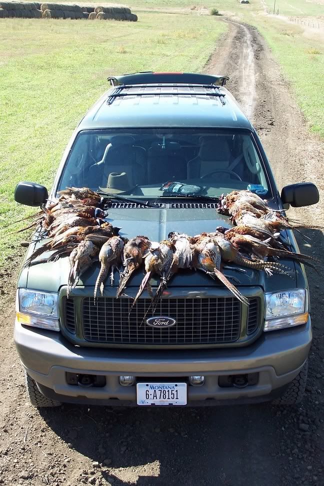 Kansas pheasant forecast??? Shotgun Forum