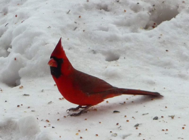 Cardinal photo Cardinal2.jpg
