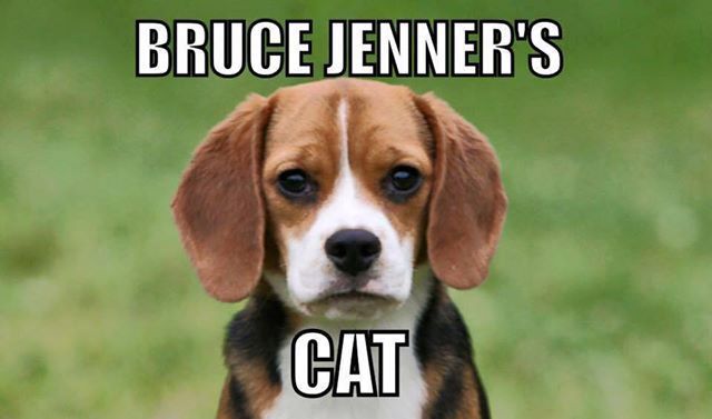  photo Jenners cat.jpg