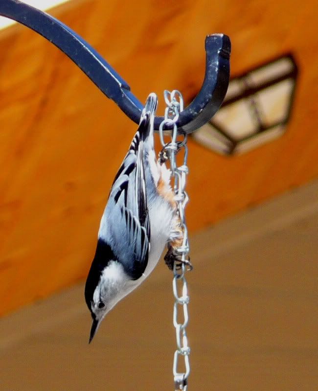 Nuthatch, White-Breasted