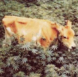 stonedcow.jpg