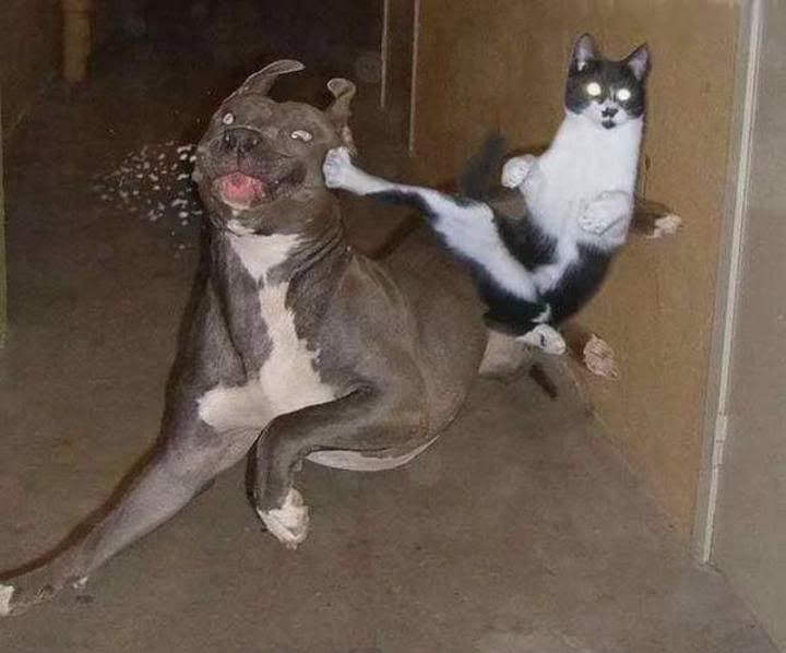 catsrule.jpg