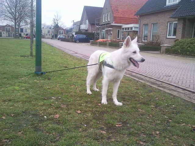 LIF / Hardlopen voor beginners #8: waar we goede voornemens niet ...