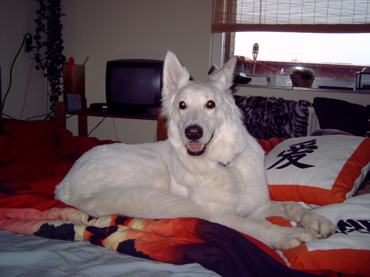 DSC00028.jpg