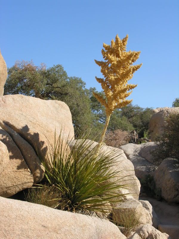 Yucca in bloom