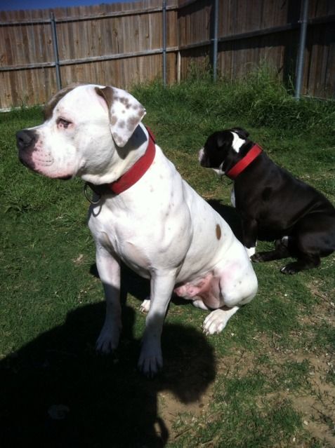 Uploaded from the Photobucket iPhone App