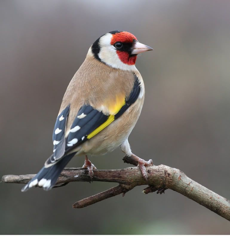 IMAGE: http://img.photobucket.com/albums/v490/lcpete/6977reconvertedsharpnesshighcs.jpg