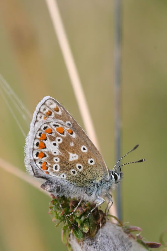 IMAGE: http://img.photobucket.com/albums/v490/lcpete/CommonBlueFemale0754.jpg