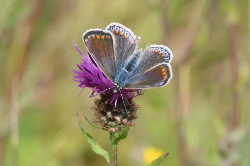 IMAGE: http://img.photobucket.com/albums/v490/lcpete/CommonBlueFemale0757.jpg