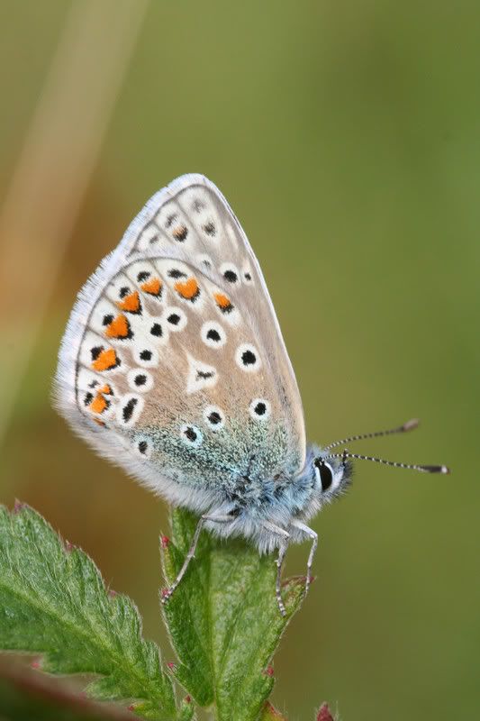 IMAGE: http://img.photobucket.com/albums/v490/lcpete/CommonBlueMale0755.jpg