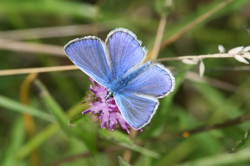 IMAGE: http://img.photobucket.com/albums/v490/lcpete/CommonBluemale0760.jpg