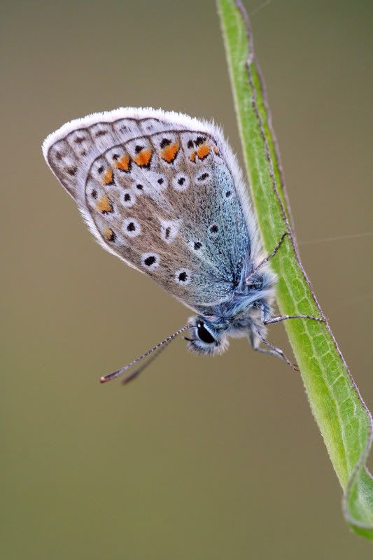 IMAGE: http://img.photobucket.com/albums/v490/lcpete/CommonBlueweb.jpg