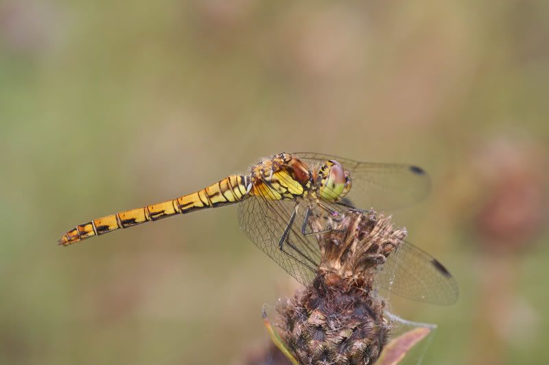 IMAGE: http://img.photobucket.com/albums/v490/lcpete/CommonDarters0753.jpg