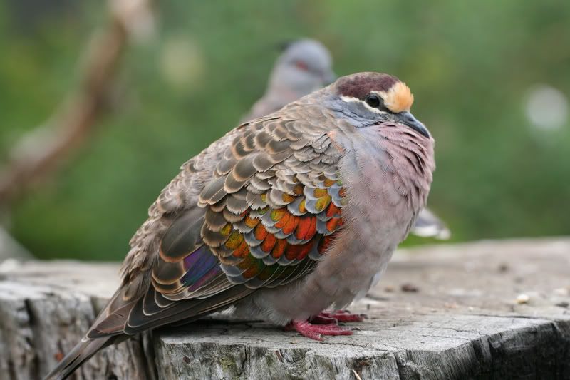 IMAGE: http://img.photobucket.com/albums/v490/lcpete/CommonbronzewingPhapscalcopteraCave.jpg