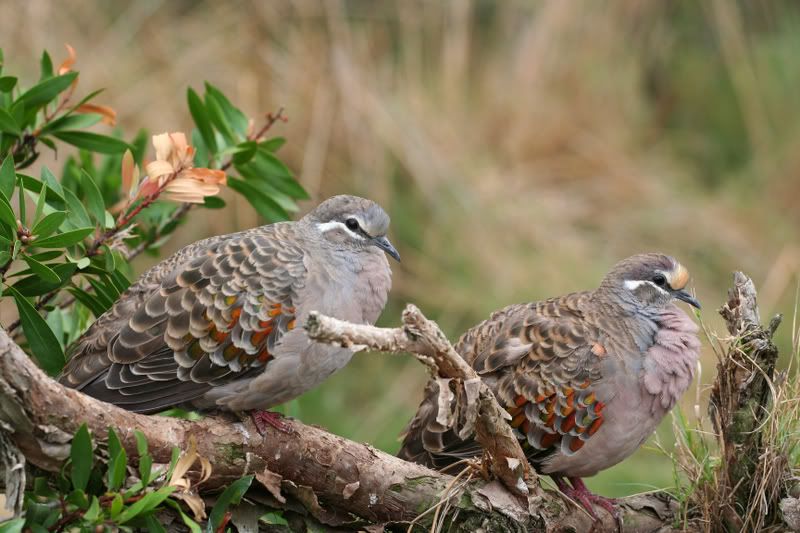 IMAGE: http://img.photobucket.com/albums/v490/lcpete/FleftMrightCommonbronzewingPhapscal.jpg