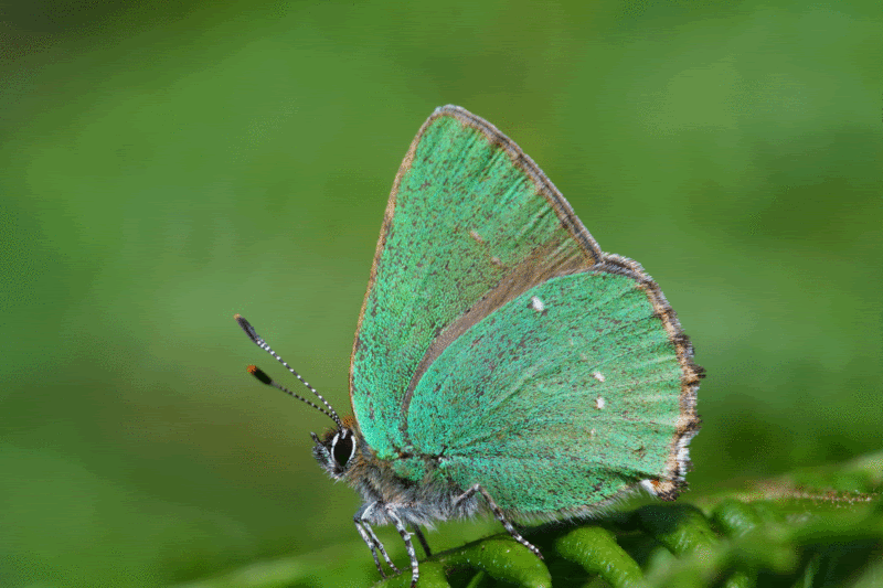 IMAGE: http://img.photobucket.com/albums/v490/lcpete/Green-hairsteak-web.gif