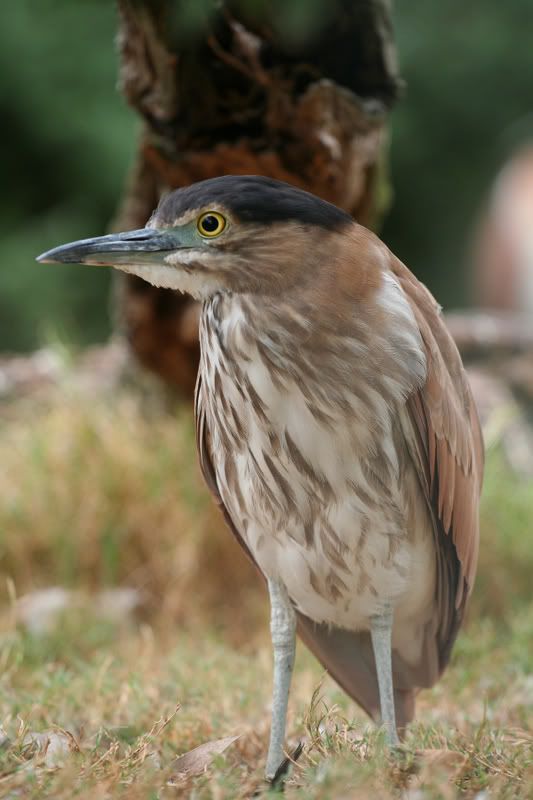 IMAGE: http://img.photobucket.com/albums/v490/lcpete/JuvenileNankeenRufousNightHeronNyct.jpg