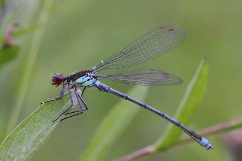 IMAGE: http://img.photobucket.com/albums/v490/lcpete/LargeRedeyedDamselflyErythrommanaja.jpg
