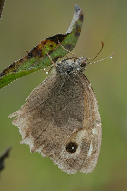 IMAGE: http://img.photobucket.com/albums/v490/lcpete/MeadowBrowncttemp50006056asano2.jpg