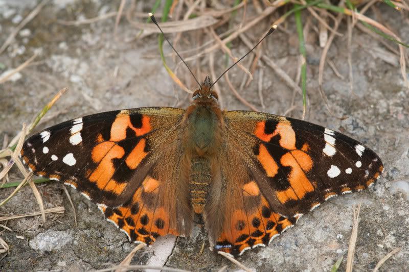 IMAGE: http://img.photobucket.com/albums/v490/lcpete/Paintedladyweb.jpg