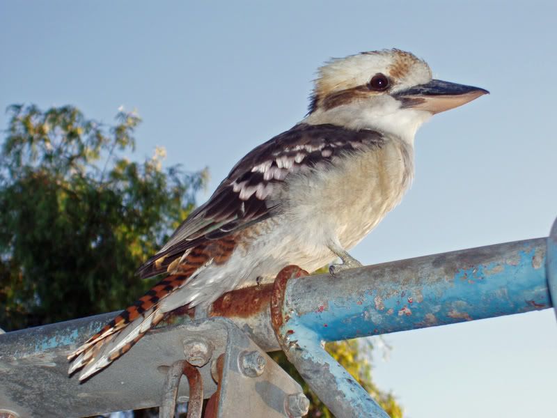 IMAGE: http://img.photobucket.com/albums/v490/lcpete/Picture1012.jpg