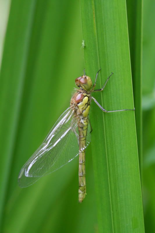 IMAGE: http://img.photobucket.com/albums/v490/lcpete/Recentlyemergeddragonfly0701.jpg