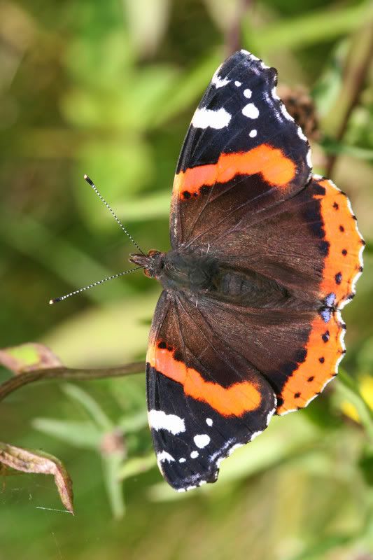 IMAGE: http://img.photobucket.com/albums/v490/lcpete/RedAdmiralasisweb.jpg