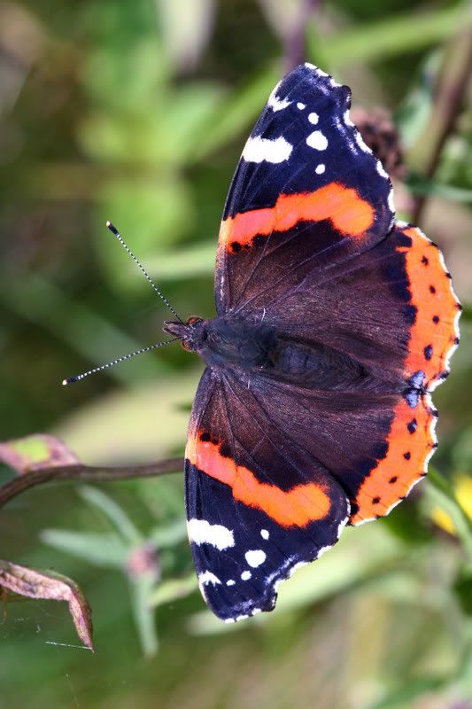 IMAGE: http://img.photobucket.com/albums/v490/lcpete/RedAdmiralcorrected.jpg