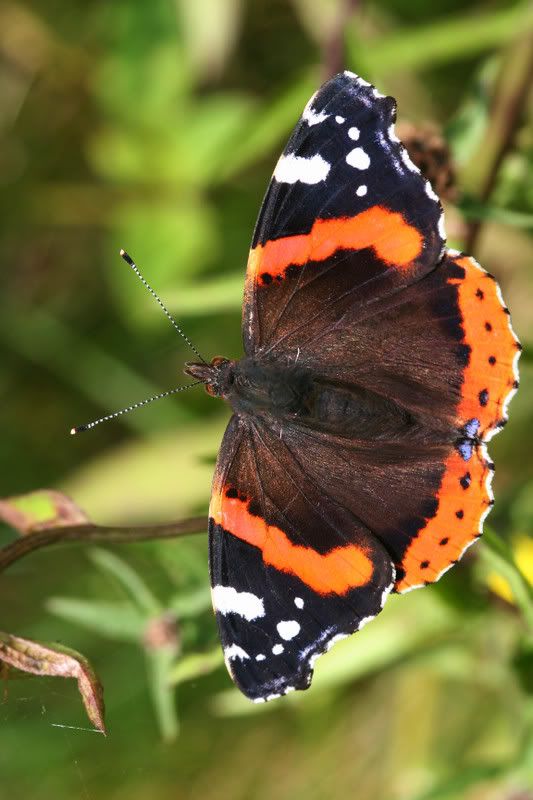 IMAGE: http://img.photobucket.com/albums/v490/lcpete/RedAdmiralcurves.jpg