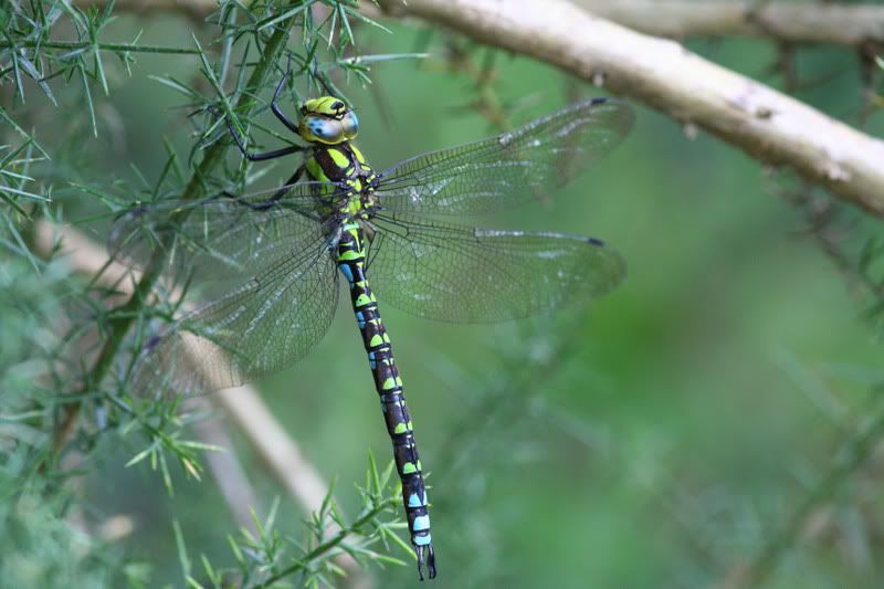 IMAGE: http://img.photobucket.com/albums/v490/lcpete/SouthernHawkerautowb6056asa400.jpg