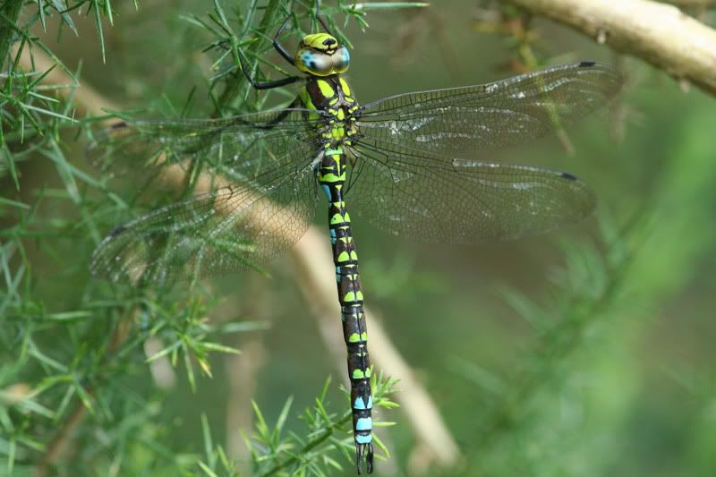 IMAGE: http://img.photobucket.com/albums/v490/lcpete/SouthernHawkerct48000769.jpg