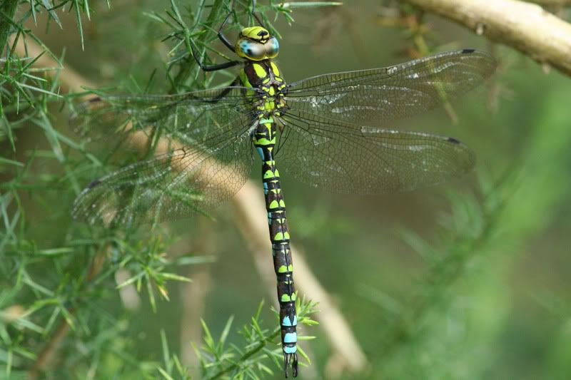 IMAGE: http://img.photobucket.com/albums/v490/lcpete/SouthernHawkerct50000767.jpg