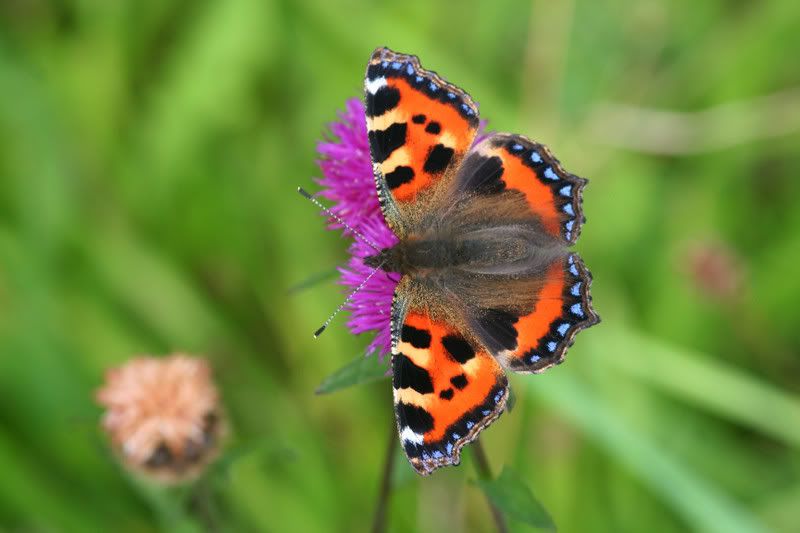 IMAGE: http://img.photobucket.com/albums/v490/lcpete/Tortoishellcurves.jpg