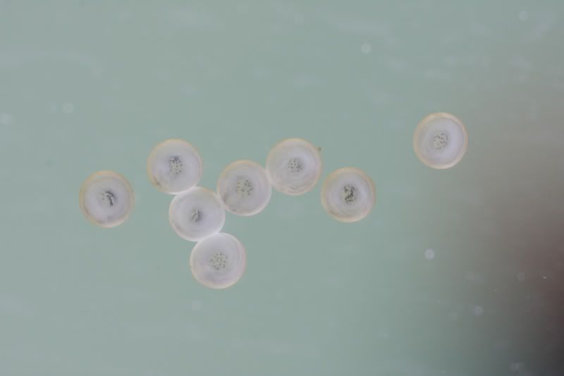 Tropical fish eggs Talk Photography