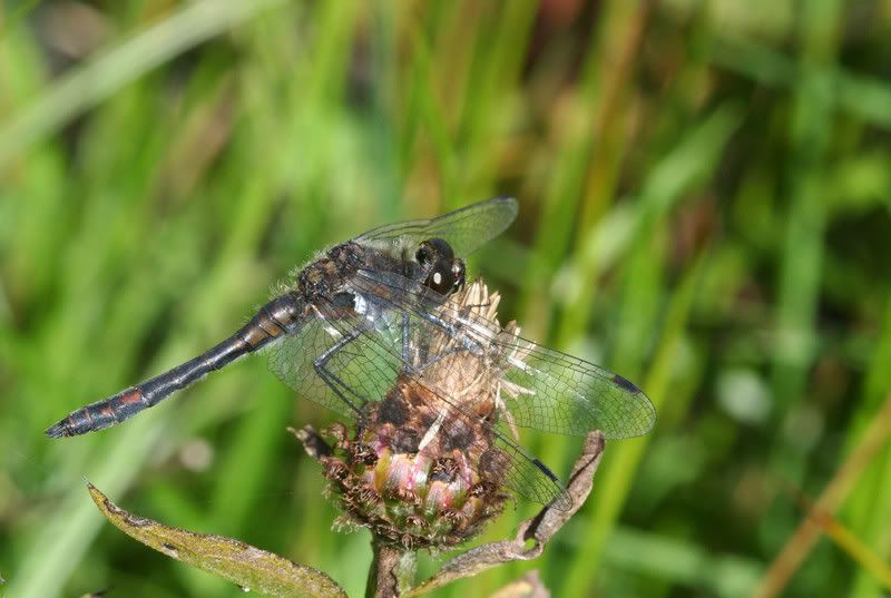 IMAGE: http://img.photobucket.com/albums/v490/lcpete/blackdarterweb.jpg