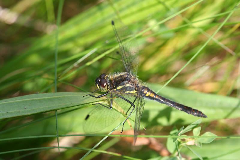 IMAGE: http://img.photobucket.com/albums/v490/lcpete/blackdarterweb0792.jpg