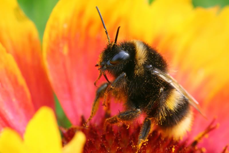 IMAGE: http://img.photobucket.com/albums/v490/lcpete/bumblebees0798.jpg