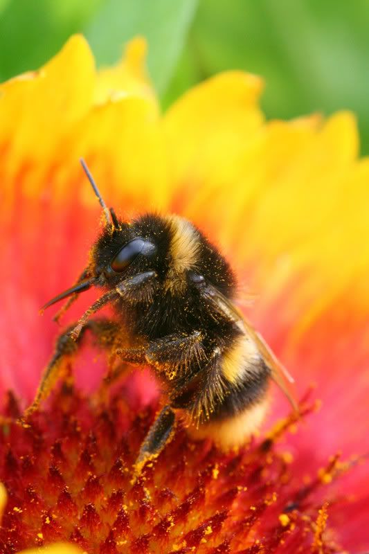 IMAGE: http://img.photobucket.com/albums/v490/lcpete/bumblebees0799.jpg