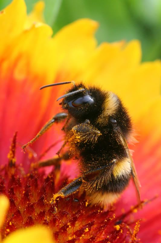 IMAGE: http://img.photobucket.com/albums/v490/lcpete/bumblebees0801.jpg