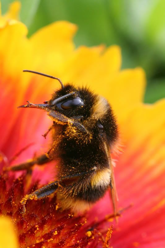 IMAGE: http://img.photobucket.com/albums/v490/lcpete/bumblebees0802.jpg