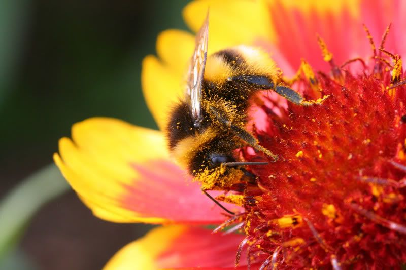 IMAGE: http://img.photobucket.com/albums/v490/lcpete/bumblebeew20810.jpg