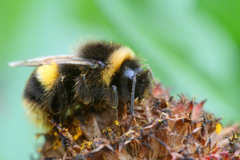 IMAGE: http://img.photobucket.com/albums/v490/lcpete/bumblebeeweb0819.jpg