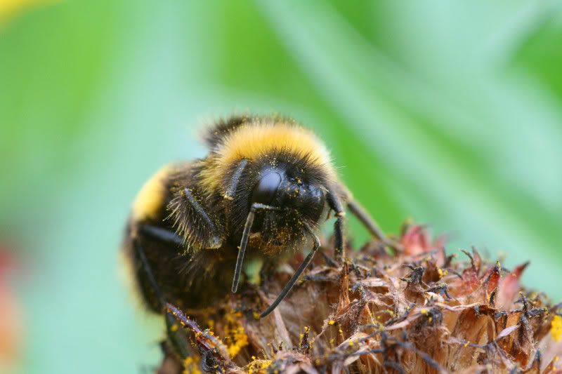 IMAGE: http://img.photobucket.com/albums/v490/lcpete/bumblebeeweb0820.jpg