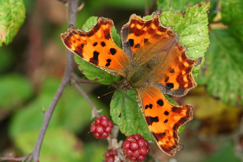 IMAGE: http://img.photobucket.com/albums/v490/lcpete/commabutterfly.jpg